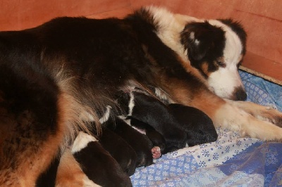 Les bébés sont arrivés le 25/1/2014 